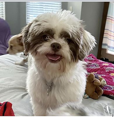 Oklahoma City OK Shih Tzu. Meet Boots a Pet for Adoption