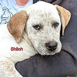Thumbnail photo of Shiloh/nina #1