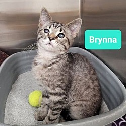 Thumbnail photo of Brynna #3