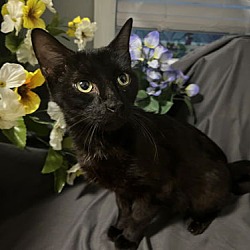 Thumbnail photo of Blossom (FIV+) #1