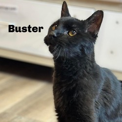 Thumbnail photo of Buster 240001 #1