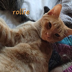 Thumbnail photo of Rollie #2