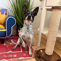 adopt a pet