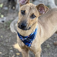 adopt a pet