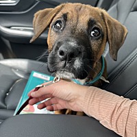 adopt a pet