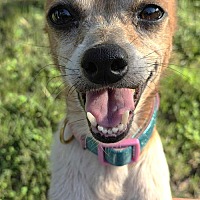 adopt a pet