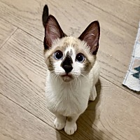 adopt a pet