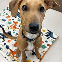 adopt a pet