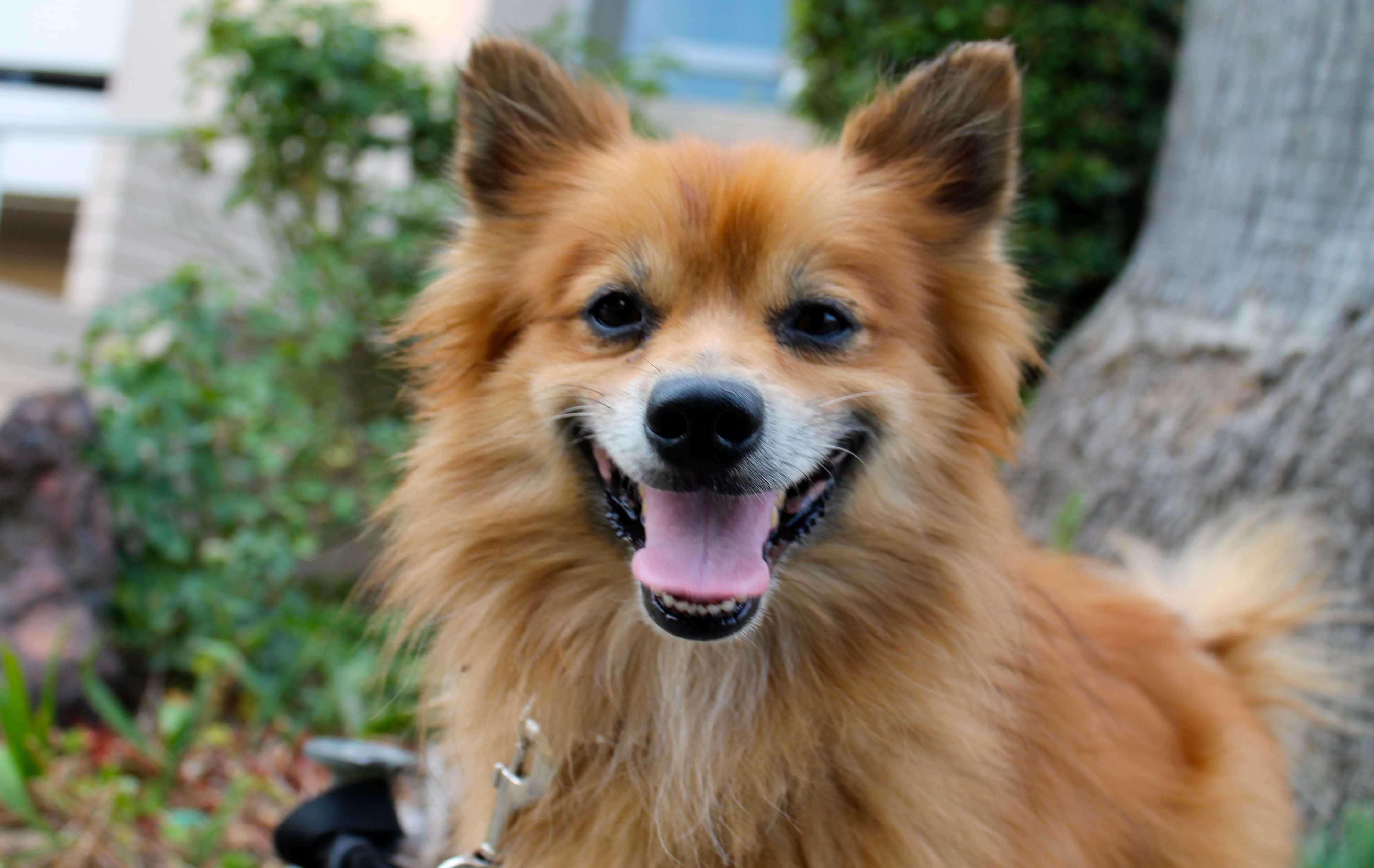 pomeranian basset hound mix