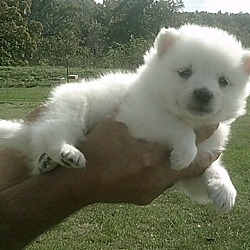 Photo of American Eskimo Dog puppy