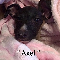 Thumbnail photo of Axel in Denton #2