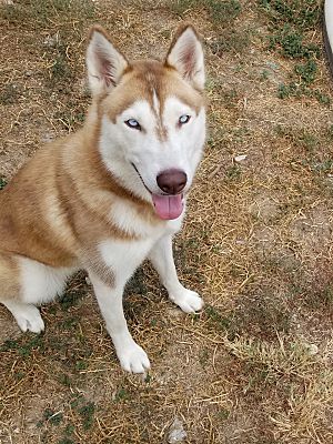 Watauga Tx Husky Meet Roxy A Pet For Adoption