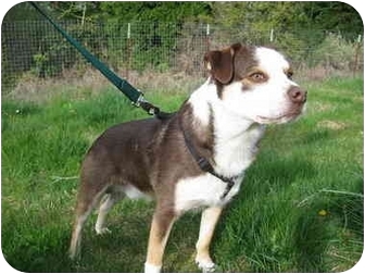australian shepherd and boston terrier mix