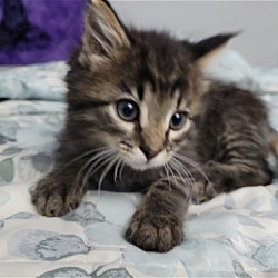 Thumbnail photo of Oscar - CAT (12wo, 3lbs) #3