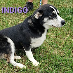 Thumbnail photo of Indigo #3