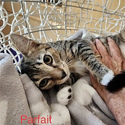 Thumbnail photo of Parfait #4