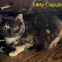 Thumbnail photo of Lady Capulet #1