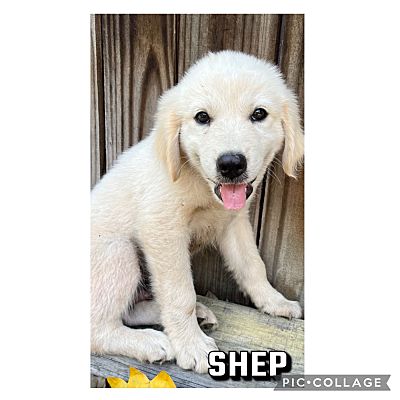 Waterbury, CT - Great Pyrenees. Meet Shep a Pet for Adoption ...