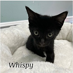 Thumbnail photo of Whispy #1