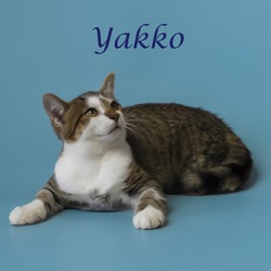 Thumbnail photo of Yakko C24-251 #3