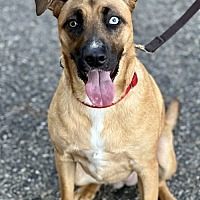 adopt a pet