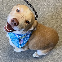 adopt a pet
