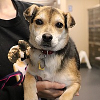 adopt a pet