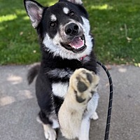 adopt a pet
