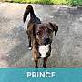 PRINCE - Mixed Breed (Small) available for adoption