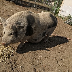 Thumbnail photo of Miss. Piggy #2
