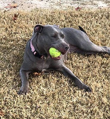 bluebonnet yorkshire terrier rescue