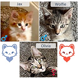 Thumbnail photo of Wolfie Jax Olivia #1