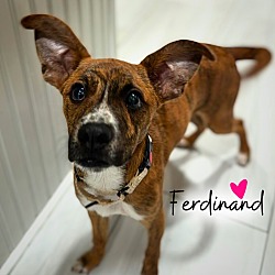 Photo of Ferdinand