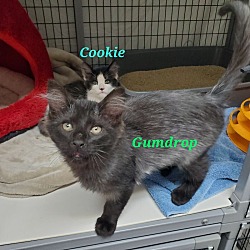 Thumbnail photo of Cookie #2