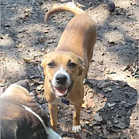 adopt a pet