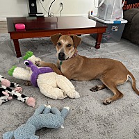 adopt a pet