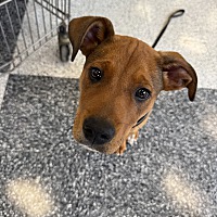 adopt a pet
