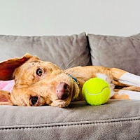 adopt a pet