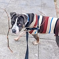 adopt a pet