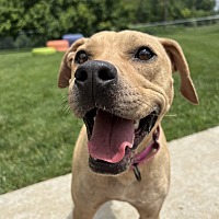 adopt a pet