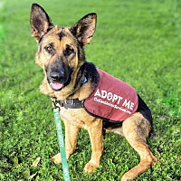 adopt a pet