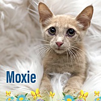 Photo of Moxie