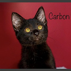 Photo of Carbon