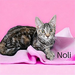 Photo of Noli (Connoli)
