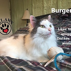 Thumbnail photo of Burger #1