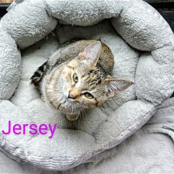 Thumbnail photo of Jersey #2