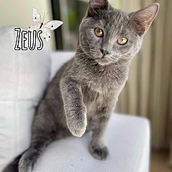 Photo of Zeus