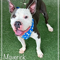 Thumbnail photo of MAVERICK #4