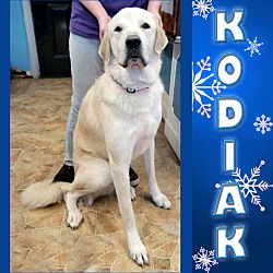 Thumbnail photo of Kodiak #1