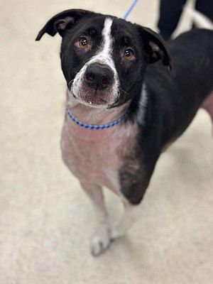 Lewis Center, Oh - Labrador Retriever Pit Bull Terrier. Meet Hank A Pet 